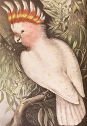 Cacatua di Leadbeater, Plyctolophus leadbeateri